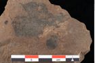 Foto (Detailansicht) von Rhytisma pythii Ettingshausen (NHMW-GEO-2024-0188-0080)